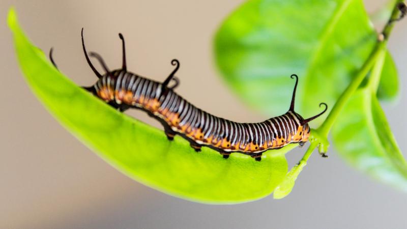 Plantes invasives - Nuisibles - Protection des cultures