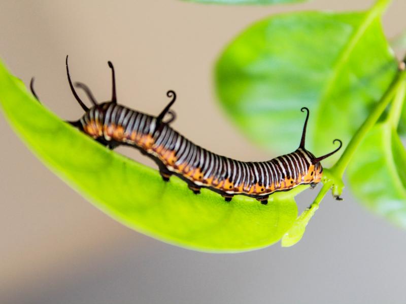 Plantes invasives - Nuisibles - Protection des cultures